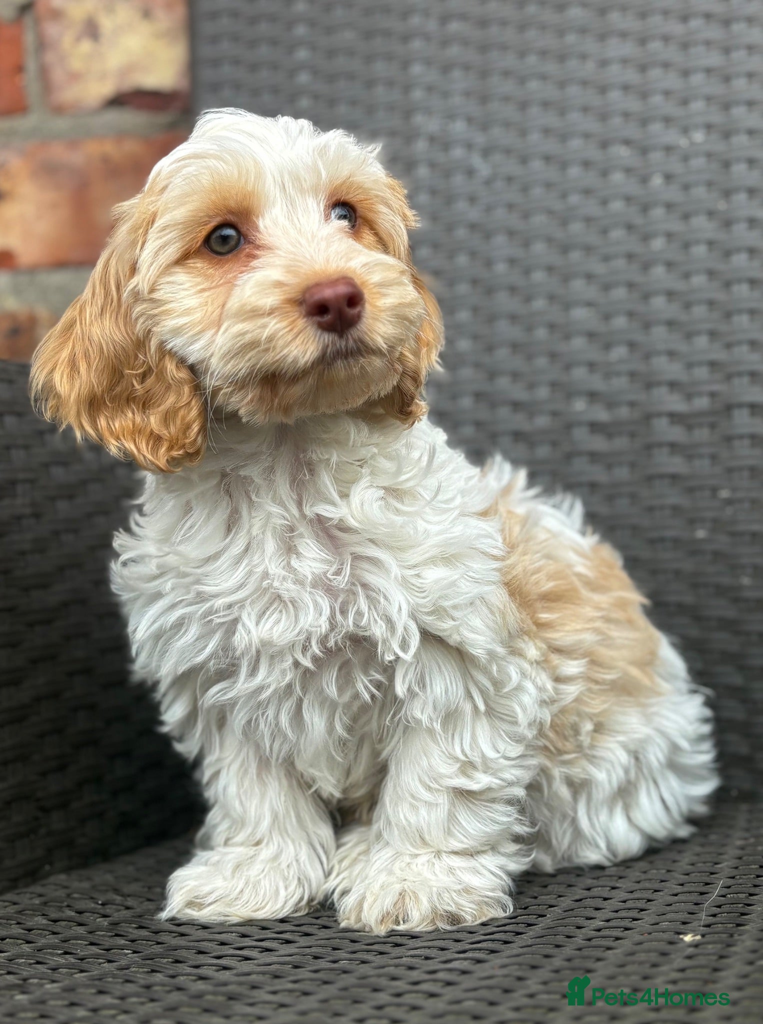 Cockapoo dogs F1 cockapoo puppies  - Advert 1