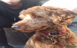 Cockapoo dogs for stud: Cockapoo Stud  - Image 5