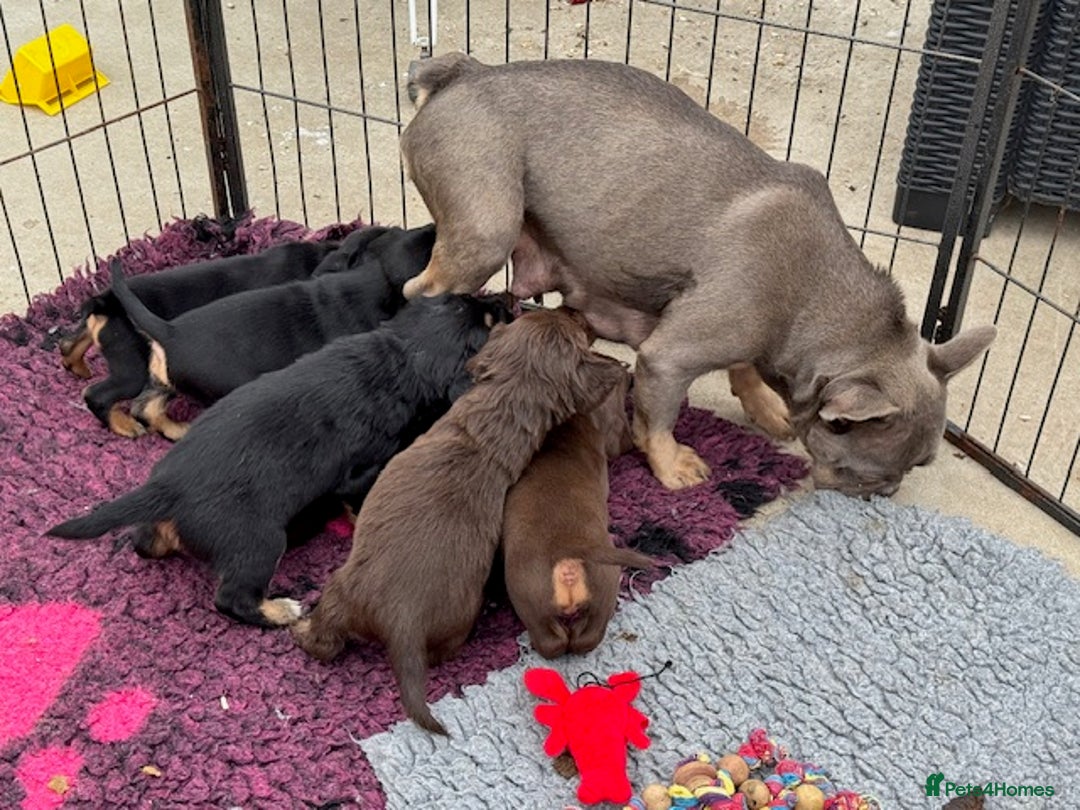 Mixed Breed dogs for sale: French Bulldog x Springer Spaniel pups ready 15Oct - Image 4