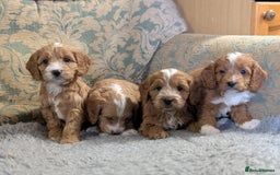 Cockapoo dogs for sale: Stunning red and golden F1 female cockapoo puppies - Image 2