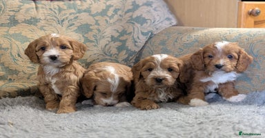 Cockapoo dogs - Advert 2