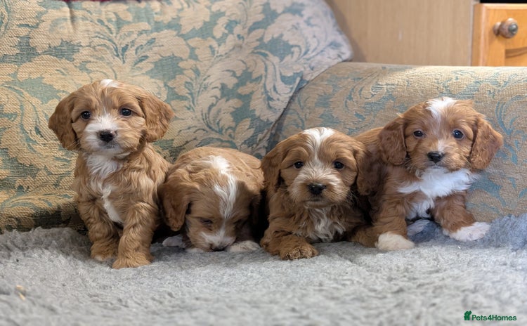 Cockapoo dogs - Advert 14