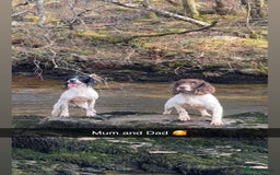 English Springer Spaniel dogs for sale: English springer spaniel - Image 3
