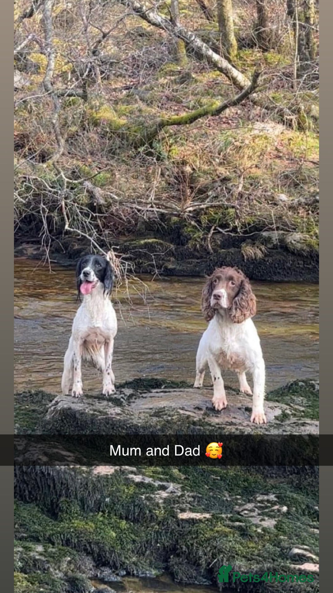 English Springer Spaniel dogs for sale: English springer spaniel - Image 3