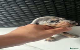 Dachshund dogs for sale: Dashounds  - Image 12