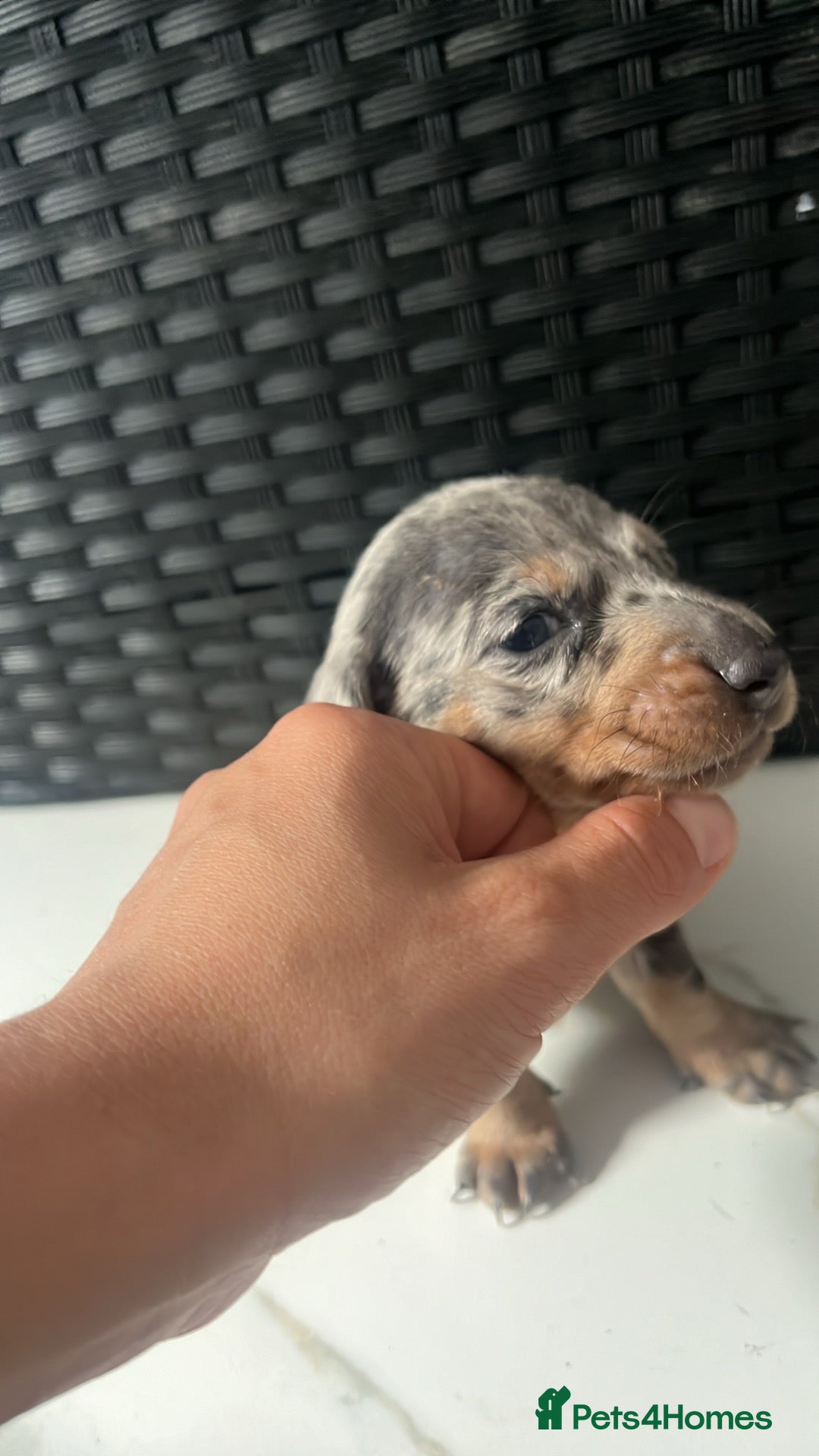 Dachshund dogs for sale: Dashounds  - Image 12