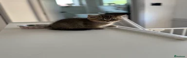 Scottish straight Kitten 5