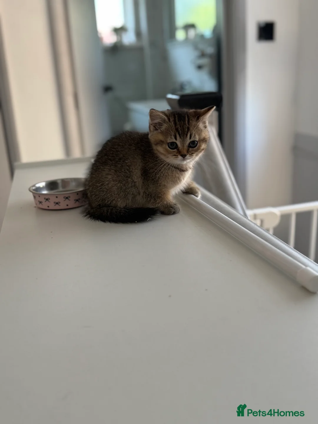 Scottish Fold cats for sale: Last girl left ready to leave 🥰🥰 - Advert 6
