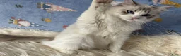 Ragdoll cats for sale: Two Sister TICA Registered Female Ragdoll - Advert 5