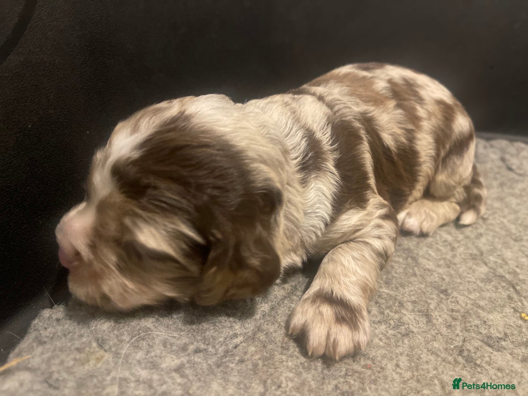 Cocker Spaniel dogs for sale:  Cocker Spaniel Puppies – Ready Soon - Advert 15