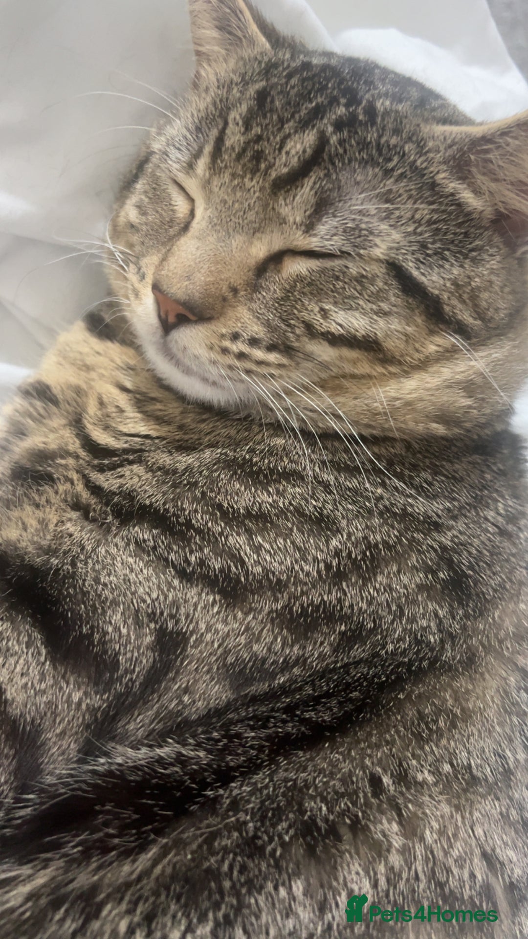 Domestic Shorthair cats for sale: MALE FOR FREE - Advert 2