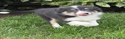 Border Collie dogs for sale: Beautiful border collie puppies - Advert 2