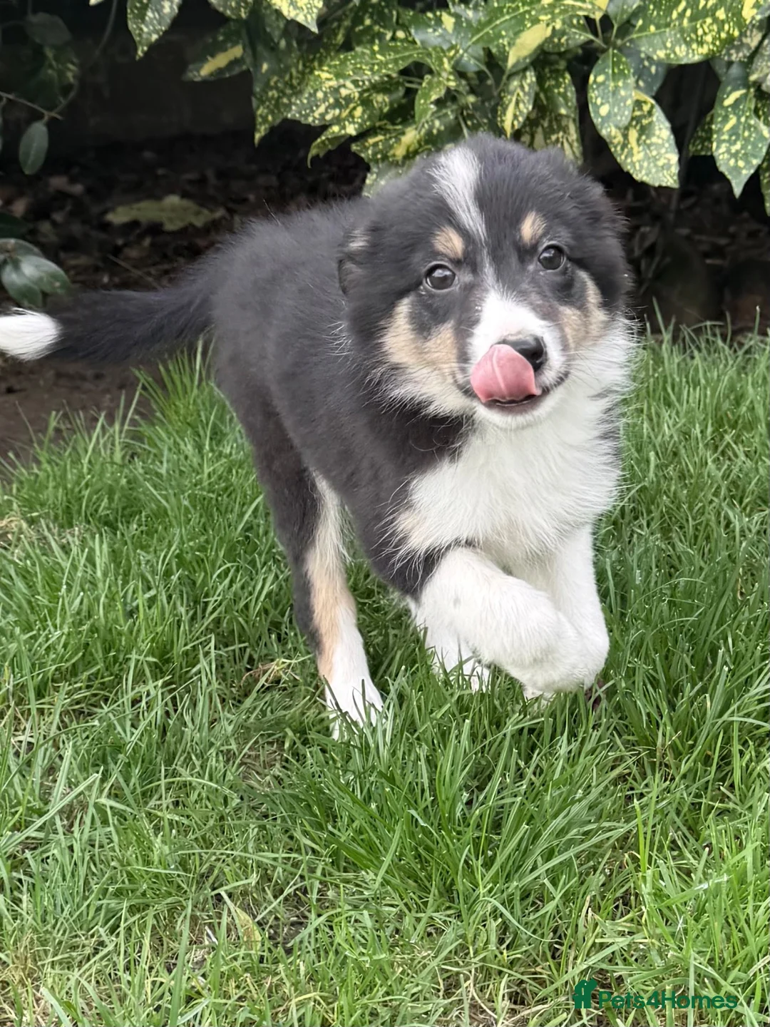 Border Collie dogs for sale: Beautiful border collie puppies - Advert 2