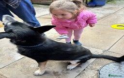 Mixed Breed dogs for adoption: Meet BENJI2 - a Lovely young Boy for a Loving Home - Image 9