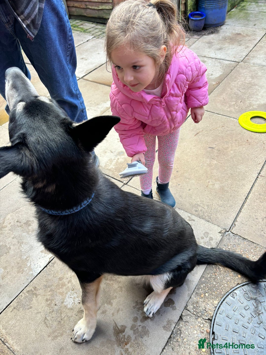 Mixed Breed dogs for adoption: Meet BENJI2 - a Lovely young Boy for a Loving Home - Image 9