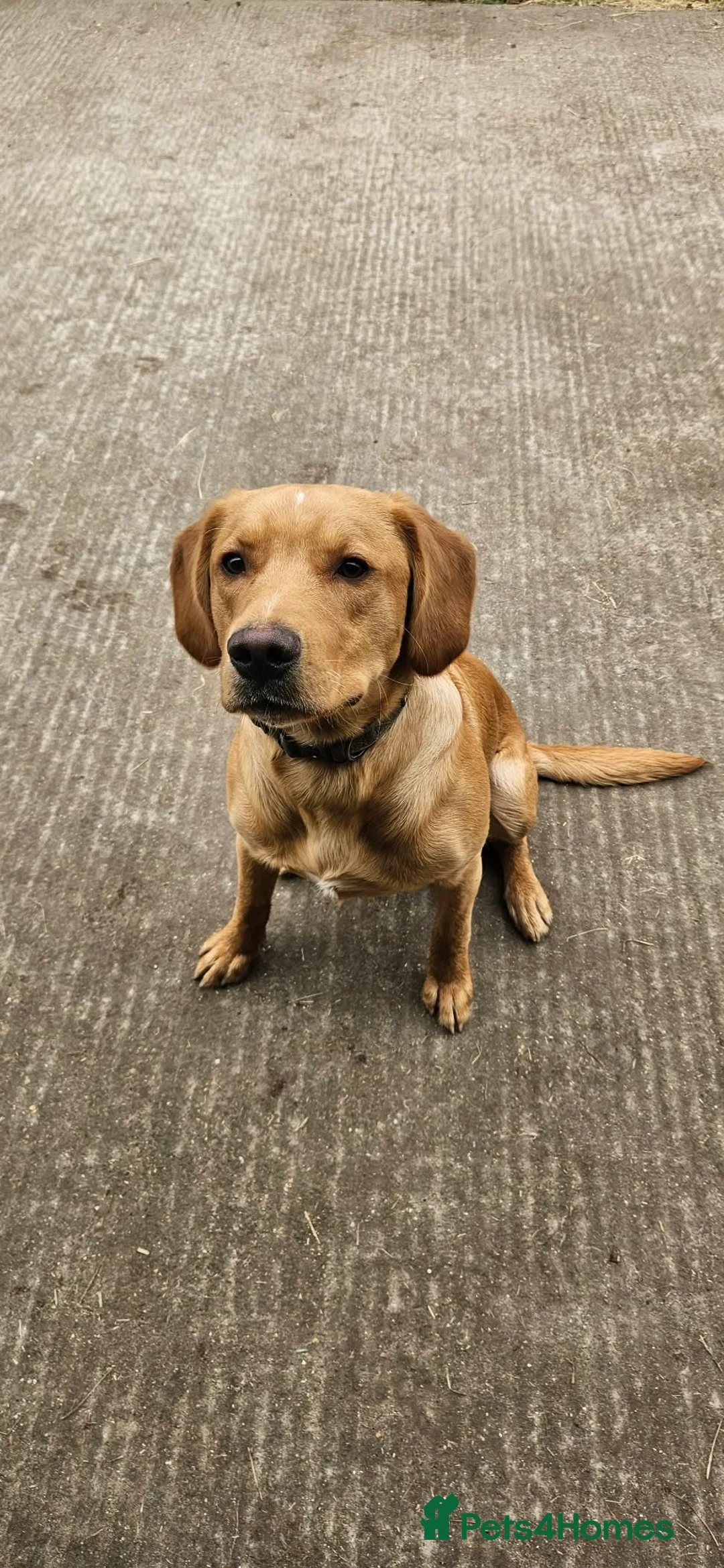 Cockerdor dogs for sale: Rehoming our beloved Cockerdor in Norwich - Advert 1