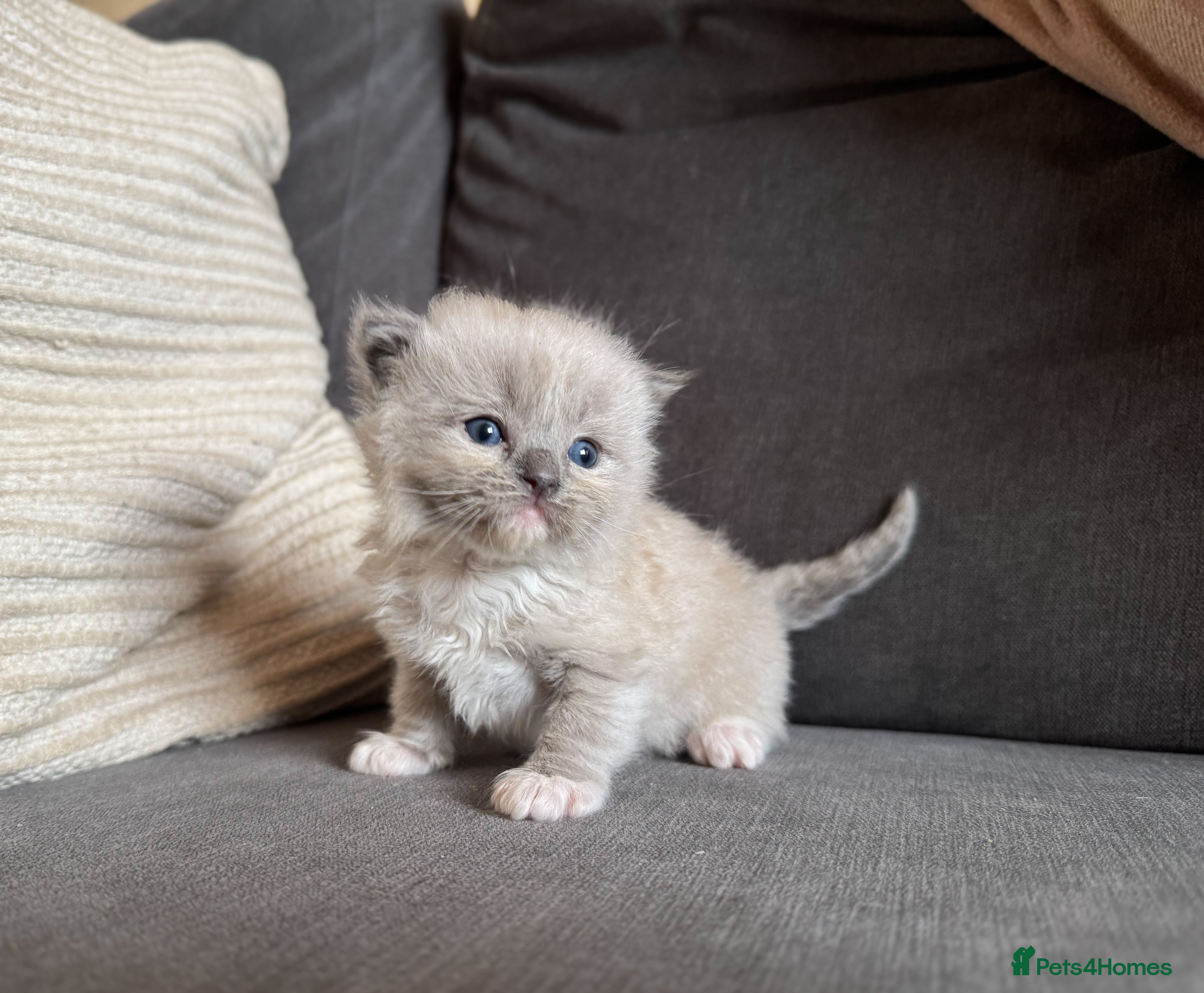 Ragdoll cats Mink Ragdolls available  - Advert 6