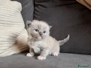 Ragdoll cats Mink Ragdolls available - Advert 6