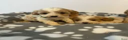 Cavapoo dogs for sale: F1 cavapoo puppies in Aberdeen - Advert 12