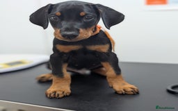 Dobermann dogs for sale: Doberman puppies "ready now" - Image 7