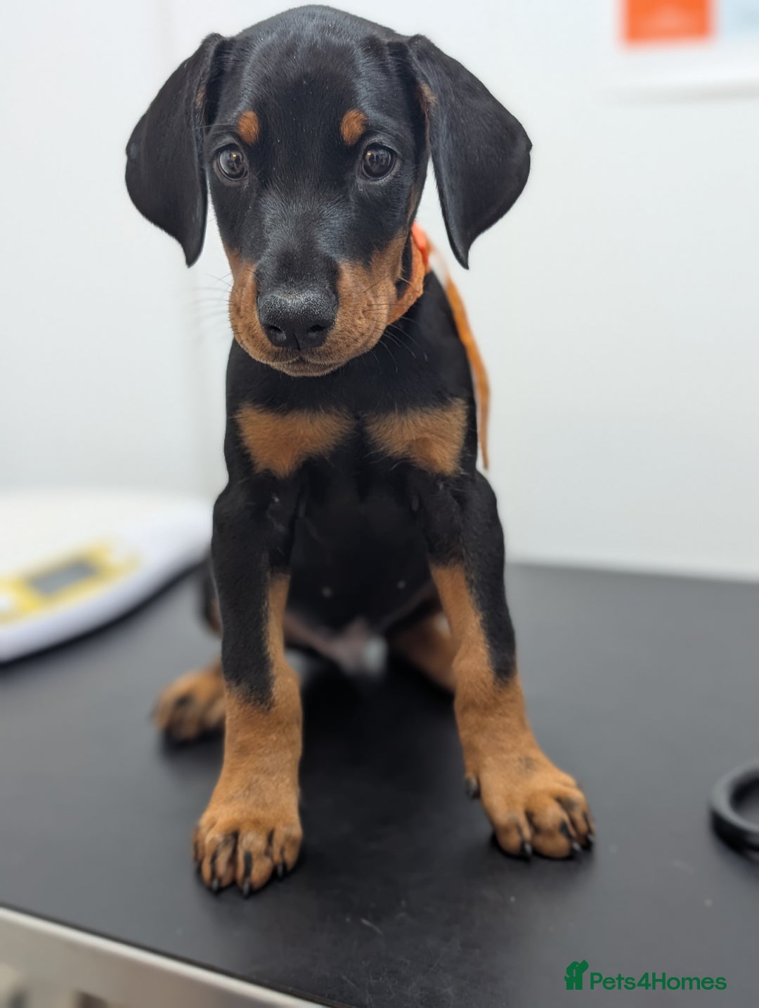 Dobermann dogs for sale: Doberman puppies "ready now" - Image 7