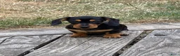 Miniature Dachshund dogs for sale: Stunning Miniature dachshund - Advert 1