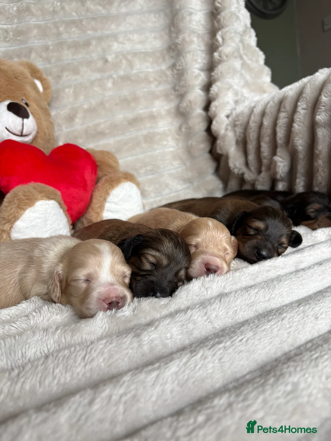 Miniature Dachshund dogs for sale: KC CREAM LONG HAIRED MINIATURE DACHSHUNDS🤍 - Advert 2