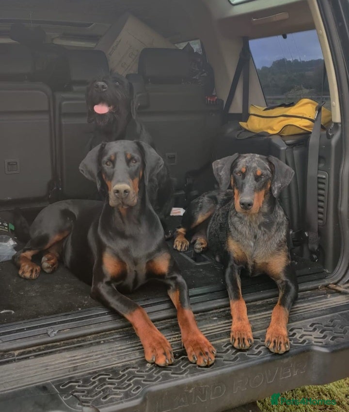 Mixed Breed dogs Champ KC registered Doberman & Beaceron puppies. - Advert 8