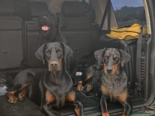 Mixed Breed dogs Champ KC registered Doberman & Beaceron puppies. - Advert 8