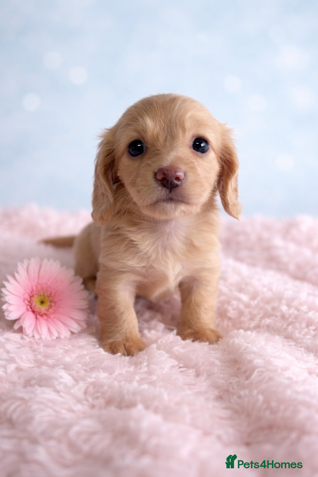 Miniature Dachshund dogs English cream mini longhair dachshunds  - Advert 4