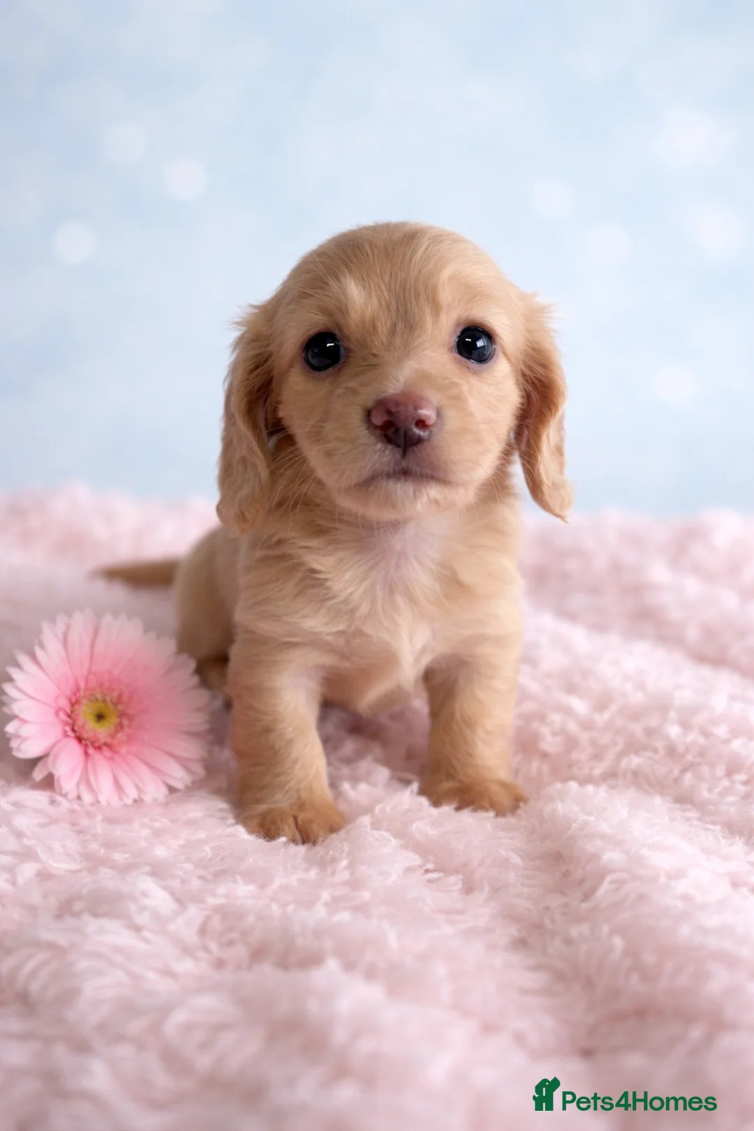 Miniature Dachshund dogs for sale: English cream mini longhair dachshunds  - Advert 1
