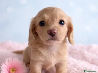 Miniature Dachshund dogs English cream mini longhair dachshunds - Advert 4