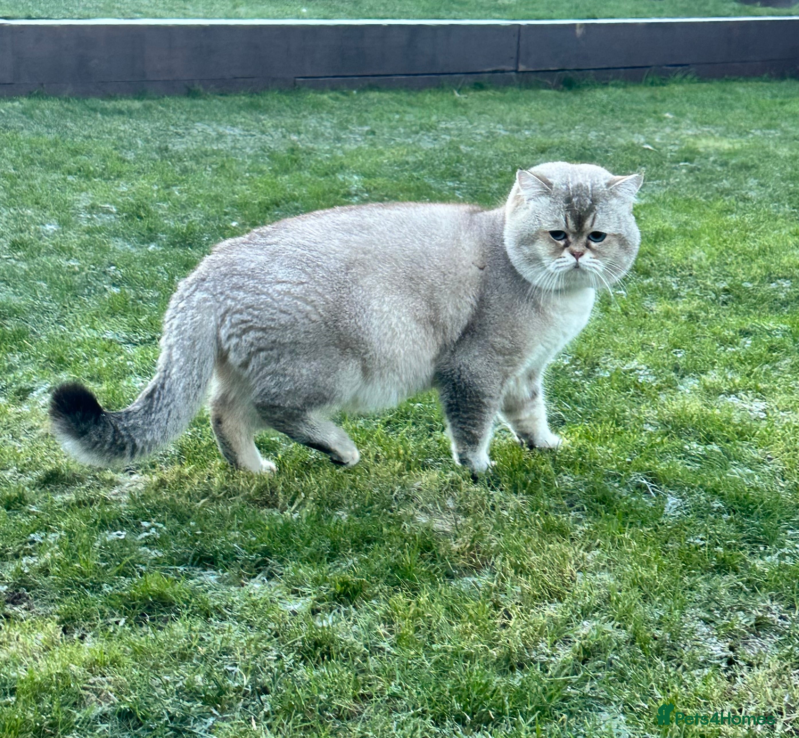 Scottish Fold cats Lovely Scottish fold( straight )boy ❤️ - Advert 17