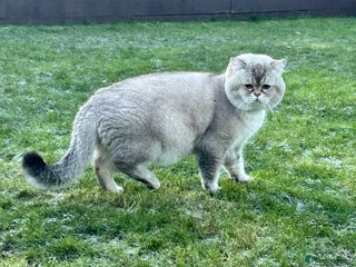 Scottish Fold cats Lovely Scottish fold( straight )boy ❤️ - Advert 17