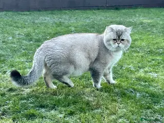 Scottish Fold cats Lovely Scottish fold( straight )boy ❤️ - Advert 4