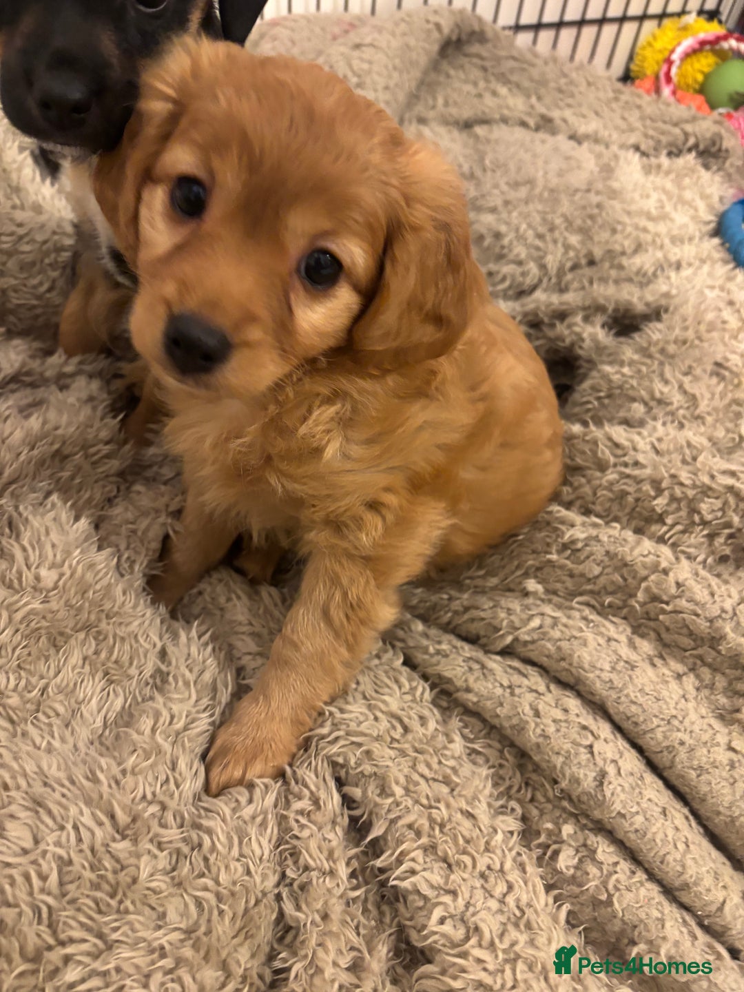 Mixed Breed dogs for sale: Fluffy tan girl ready for new home  - Advert 3