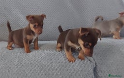 Jack Russell dogs for sale: Miniature jack Russell pups - Image 11