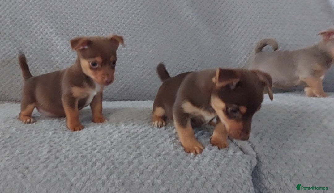Jack Russell dogs for sale: Miniature jack Russell pups - Image 11
