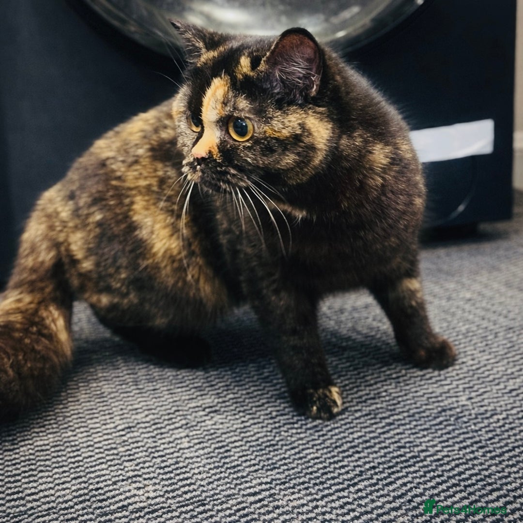British Shorthair cats for sale: RARE Tortoiseshell 23 Week British Shorthair Girl - Advert 2