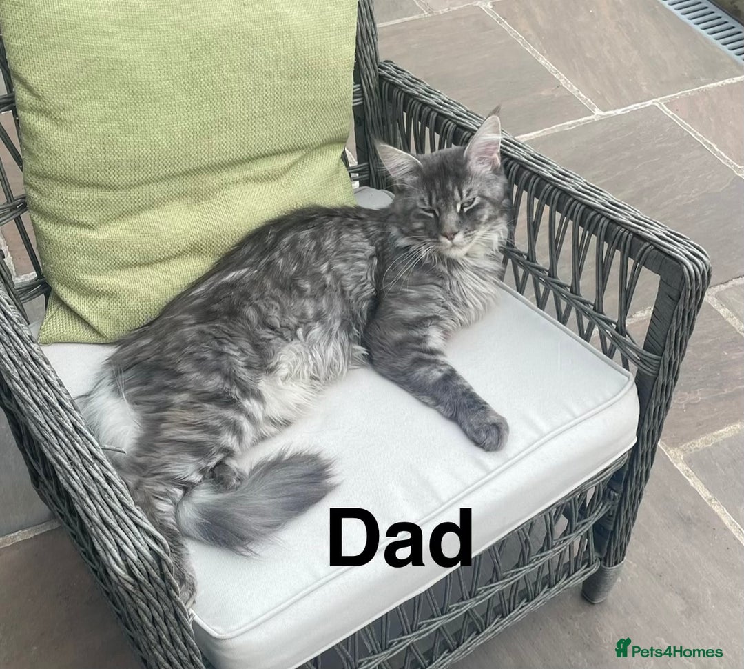 Maine Coon cats for sale: Stunning Maine Coon Kittens for sale - Advert 8