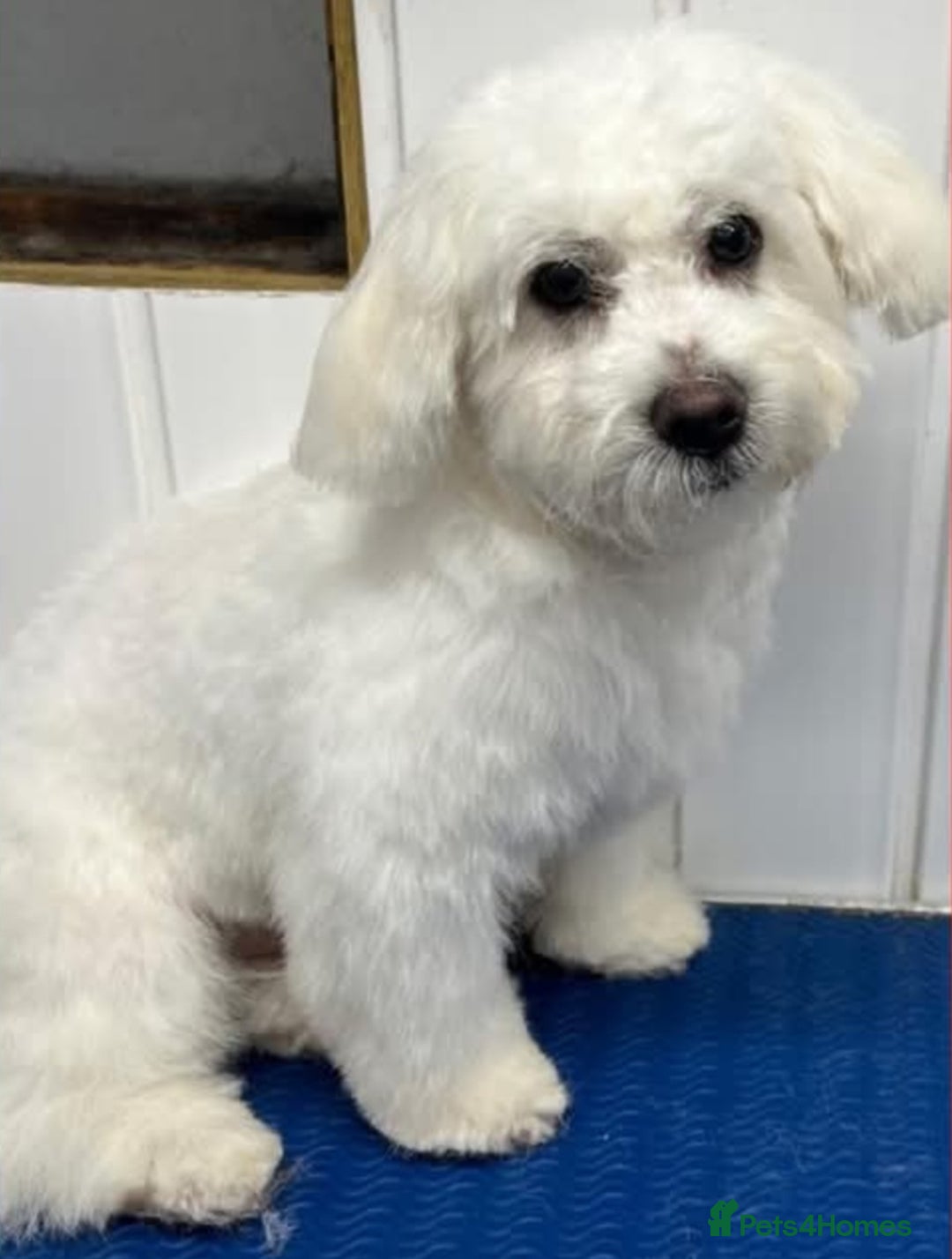 Maltese dogs for sale: Beautiful maltese male 6mnths old - Advert 5