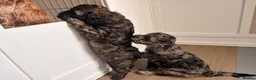 Cockapoo dogs for sale: STUNNING TOY COCKAPOOS  in Withernsea - Advert 12