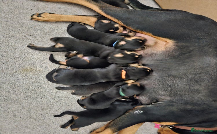 Rottweiler dogs - Advert 12