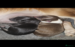 Chihuahua dogs for sale:  ❤️ K.C Registered Fluffy chocolate baby’s 🥰 - Image 23