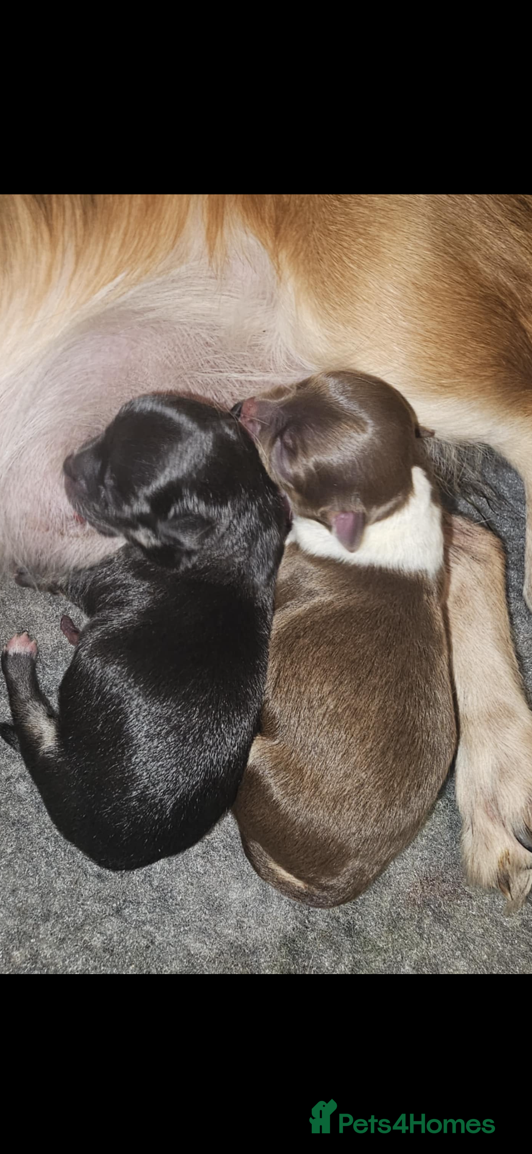 Chihuahua dogs for sale:  ❤️ K.C Registered Fluffy chocolate baby’s 🥰 - Image 23