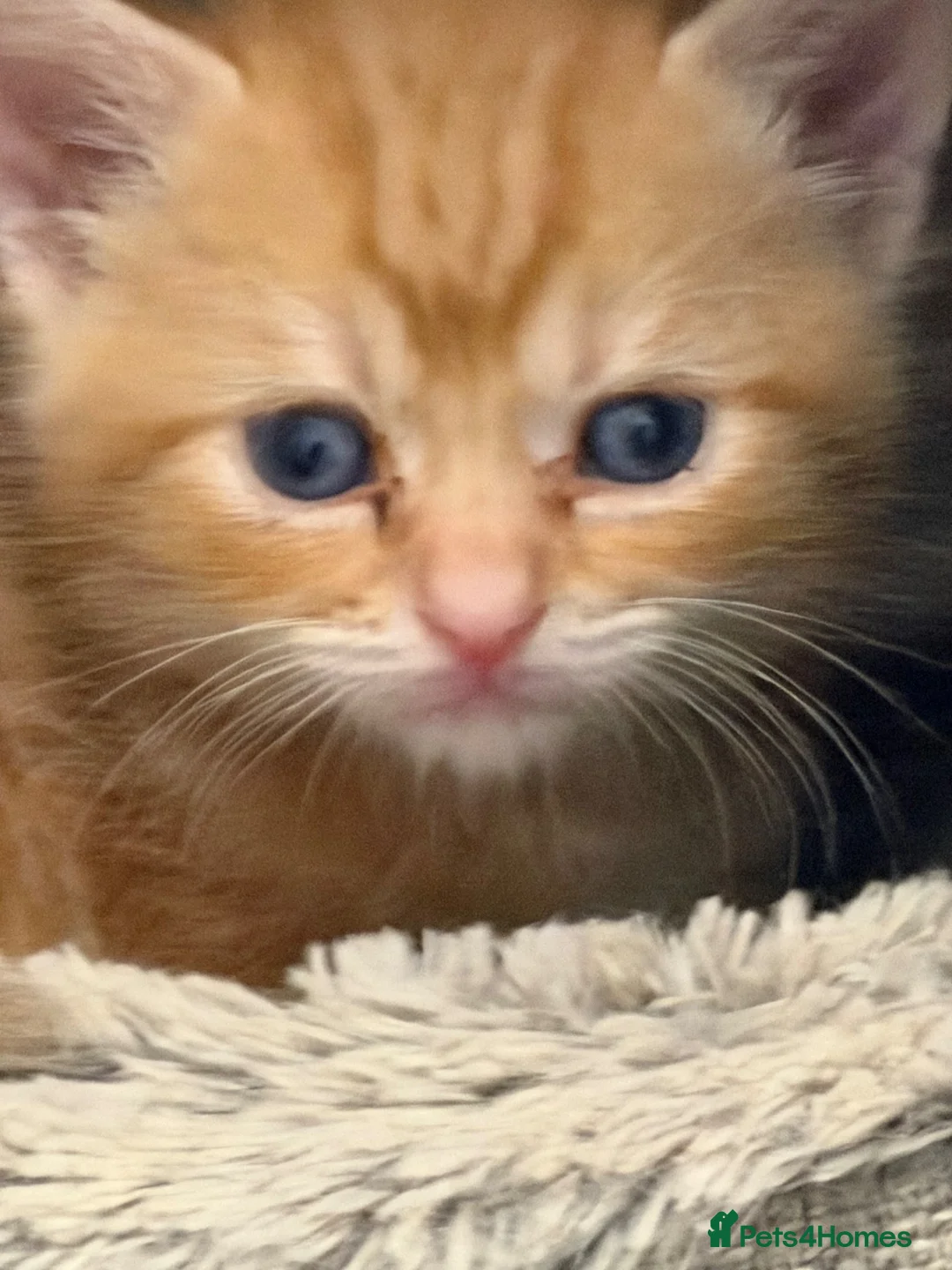 British Shorthair cats for sale: British Shorthair Kitten  - Advert 7