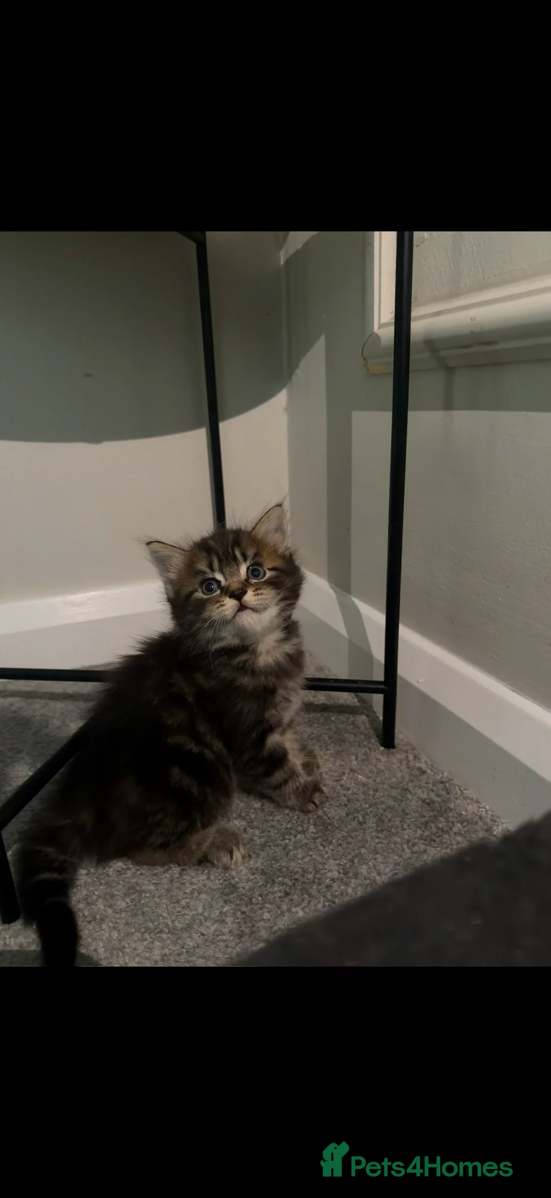 British Shorthair cats for sale: 2 gorgeous kittens available  - Advert 2
