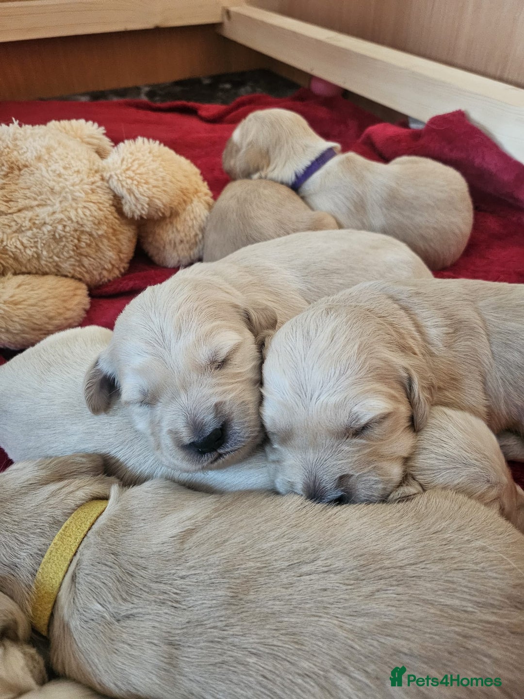 Golden Retriever dogs for sale: KC registered Beautiful Golden retriever puppies  - Advert 2