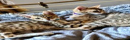 Savannah cats for sale: Beautiful full pedigree savannah kittens  - Advert 27