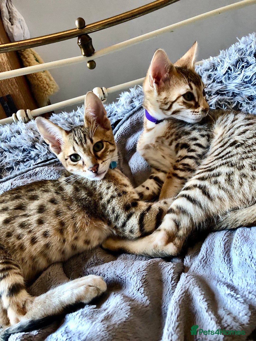 Savannah cats for sale: Beautiful full pedigree savannah kittens  - Advert 27